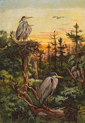 Hérons (lithographie couleur)