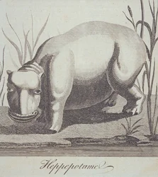Hippopotame, de The Gentlemans Magazine, publié en décembre 1772