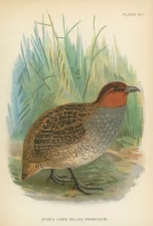 Francolin à long bec de Hose