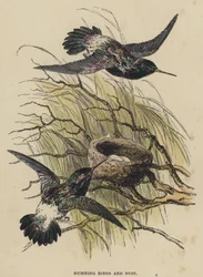 Colibris et nid