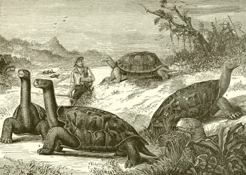 Chasse aux tortues sur la côte de Nouvelle-Guinée