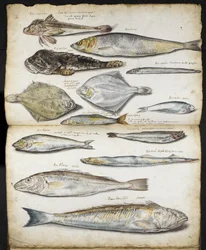 Illustrations relatives à De Historia Piscium, par John Ray, vers 1686