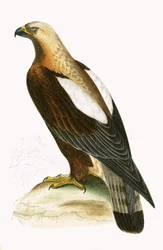 Aigle impérial, illustration tirée de 
