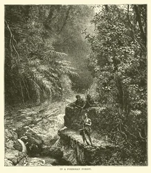 Dans une forêt de Formose