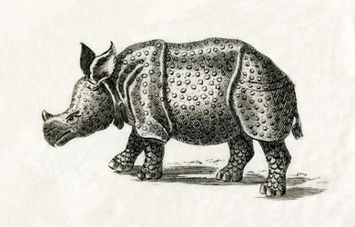 Rhinocéros indien, ou rhinocéros unicorne, Rhinoceros unicornis, d