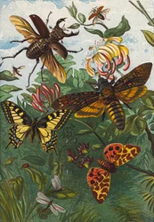 Insectes (lithographie couleur)
