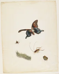 Insectes, c.1805