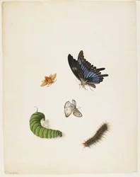 Insectes, v. 1805