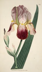 Iris Sambucina Iris parfumé au sureau, pub. 1792 gravure coloriée à la main