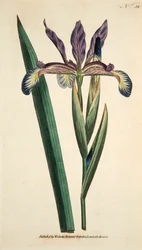 Iris Spuria Spurios Iris, pub. 1790 gravure coloriée à la main