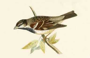 Moineau domestique italien, illustration de 