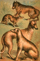 Chacal, Loup, Lévrier Irlandais et Lévrier Écossais