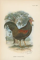 Coq de jungle javanais
