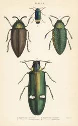Coléoptères bijoux : Buprestis chrysis 1, Buprestis sternicornis 2, Buprestis bicolor 3, Buprestis amoena 4