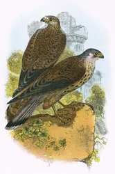 Faucon crécerelle