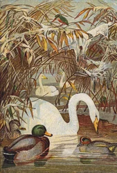 Martin-pêcheur, canards et cygnes (lithographie couleur)