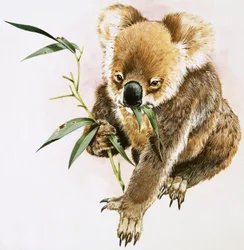 Koala