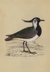Vanneau