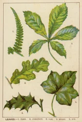 Feuilles