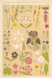 Feuilles et fleurs de la nature