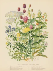Plantes légumineuses et mauvaises herbes