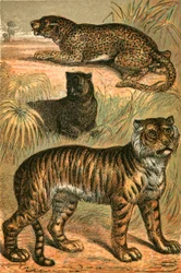 Léopard, Panthère noire et Tigre