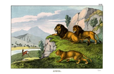 Lion
