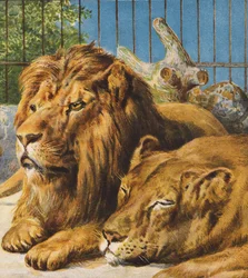Lions