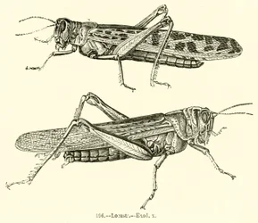 Sauterelles, Exode x