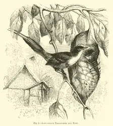 Oiseau tailleur à longue queue et nid