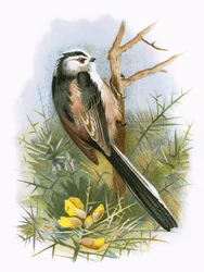 Mésange à longue queue