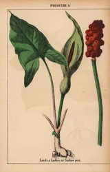 Arum tacheté, de "The Instructive Picturebook, or Lessons from the Vegetable World," [Charlotte Mary Yonge], Édimbourg