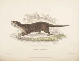 Lutra Leptonyx, de 
