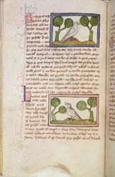 MS 379 f.22v Page de texte avec un faucon blanc et un rossignol, tiré d