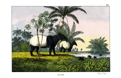 Tapir malais