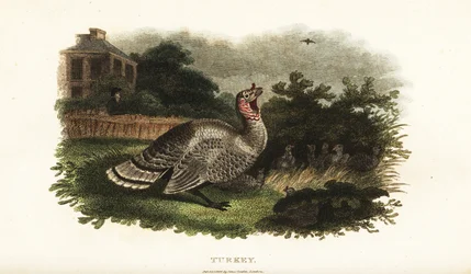 Dindon mâle, Meleagris gallopavo, protégeant une poule naine d