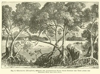 Mangrove (Rhizophora), montrant les racines adventives qui soutiennent l