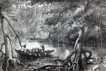 Forêt de mangroves, illustration de frontispice de 