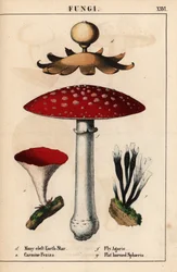 Étoile de terre à nombreuses fentes Geastrum, Peziza carmin, amanite tue-mouches Amanita muscaria, et champignons sphaeria à cornes plates, de 