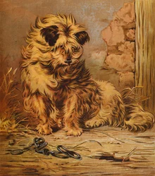 Maître Jacko