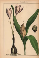 Colchique des prés avec fleur violette, de "The Instructive Picturebook, or Lessons from the Vegetable World," [Charlotte Mary Yonge], Édimbourg