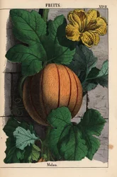 Melon, avec fruit orange mûr, fleur jaune et grandes feuilles vert foncé Cucumis melo, de "The Instructive Picturebook, or Lessons from the Vegetable World," [Charlotte Mary Yonge], Édimbourg