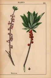 Mézéréon avec des baies rouges et des fleurs roses, de 