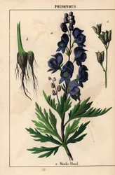 Aconit avec des fleurs bleues, de 