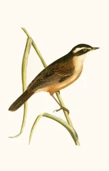 Fauvette moustachue, illustration de 