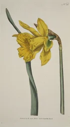 Narcissus Major (Grand Narcisse), de The Botanical Magazine or Flower Garden Displayed, pub. 1793 (gravure coloriée à la main)
