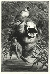 Nid de mésange rémiz