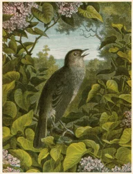 Rossignol