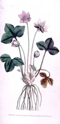 Hépatique noble (Anemone hepatica), planche 10 du 
