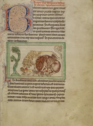 Bestiaire de Northumberland, vers 1250-60